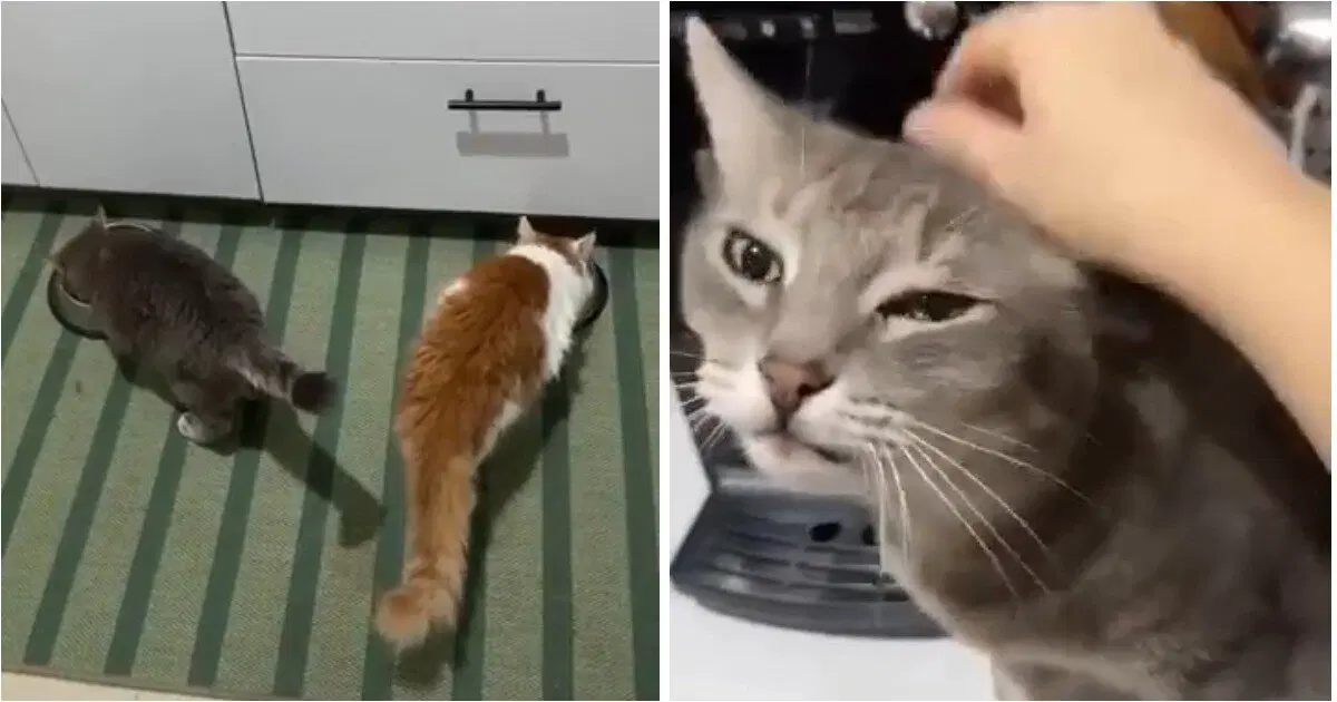 Как правильно кормить котострофы