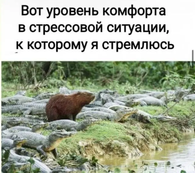 Дички с похмелья Много не бывает