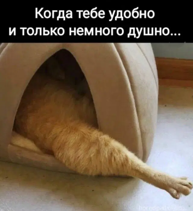 Дички с похмелья Много не бывает