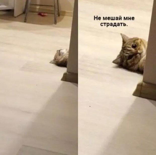 Дички с похмелья Много не бывает