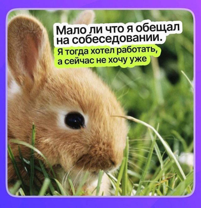 Дички с похмелья Много не бывает