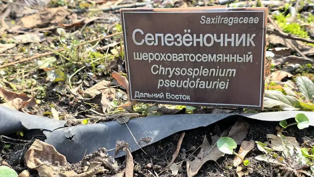 Весне все рады. Подведение итогов.