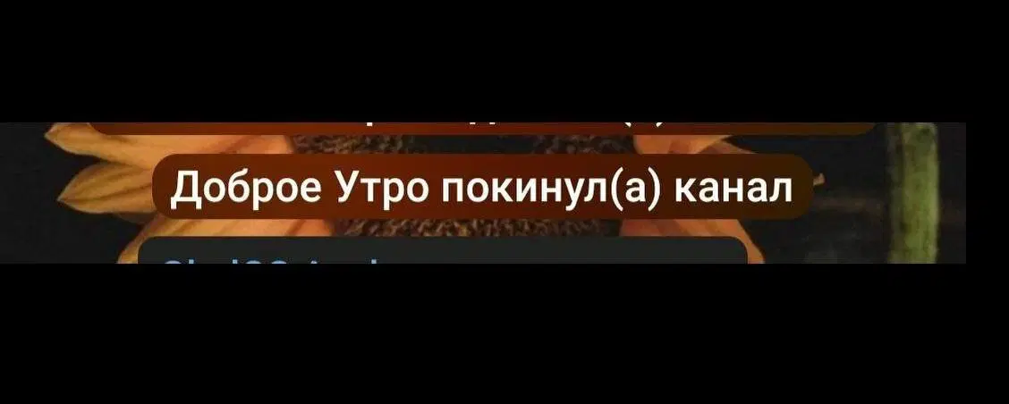 Дички на веселую недельку