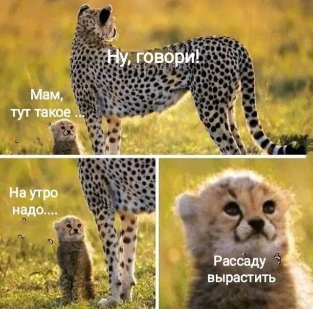 Дидидичко