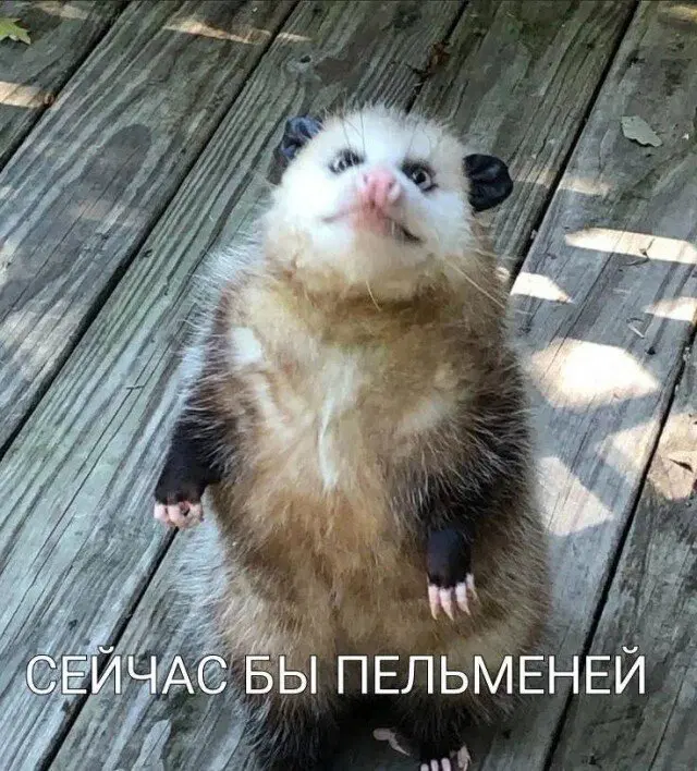 Дидидичко