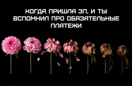 Дички нужно употреблять