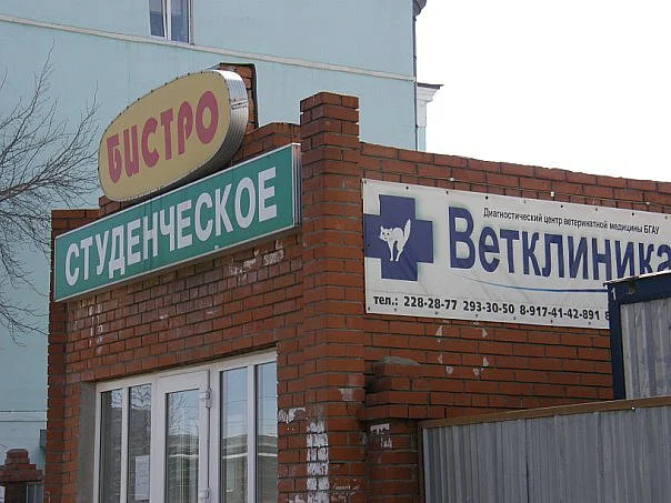 Вечерний дичкозаменитель [003]