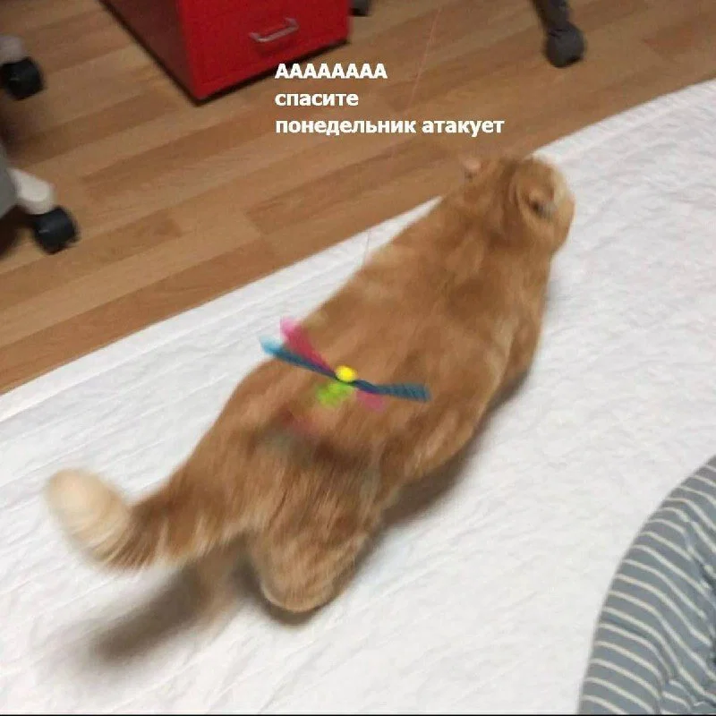 Дички мало не бывает