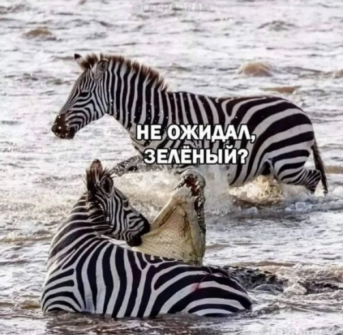 Дички мало не бывает