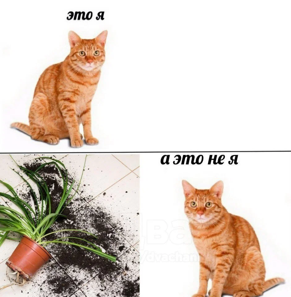 Дички в утро для удачи