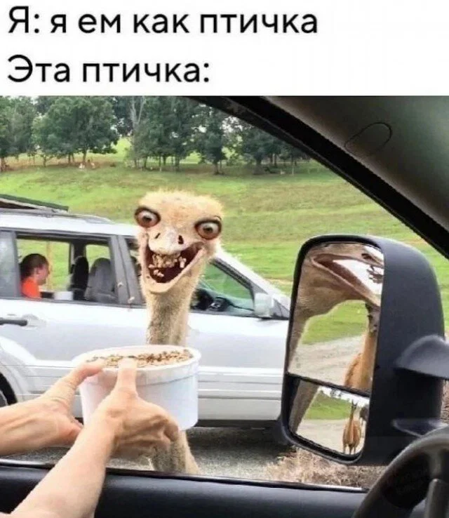 Дички в утро для удачи