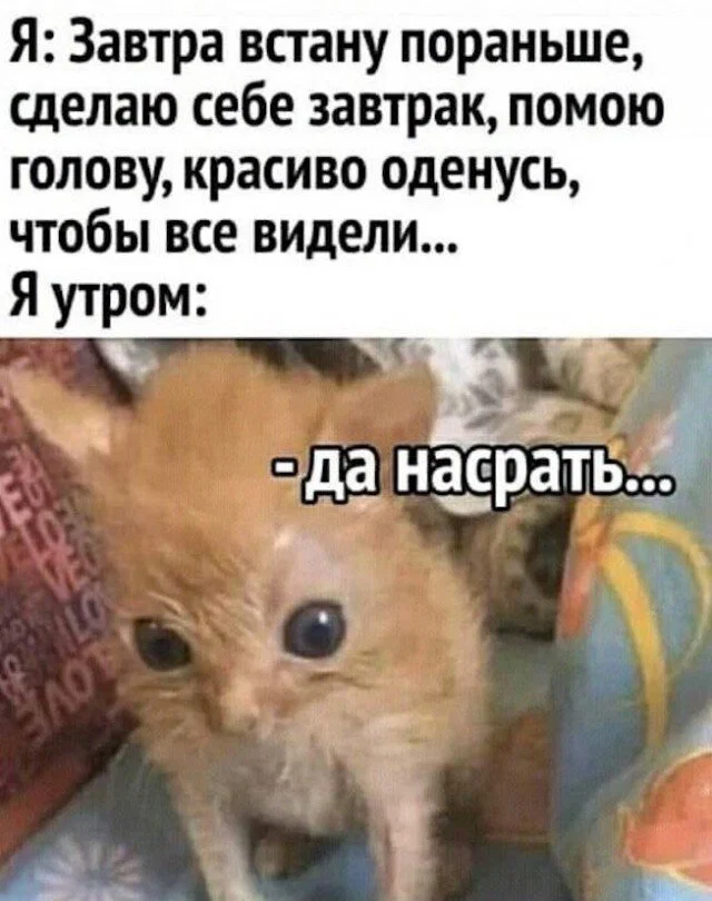 Дички в утро для удачи