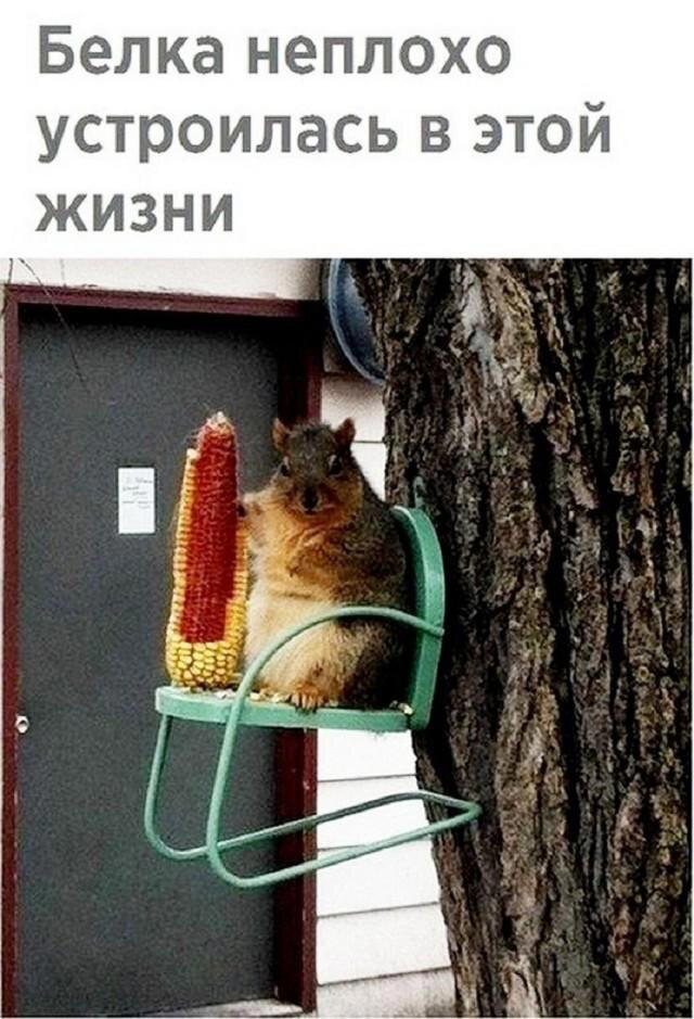 Дички в утро для удачи