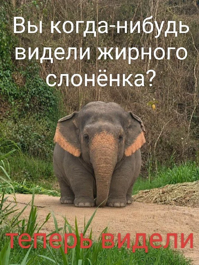 Дички в честь отсутствия мобильного интернета