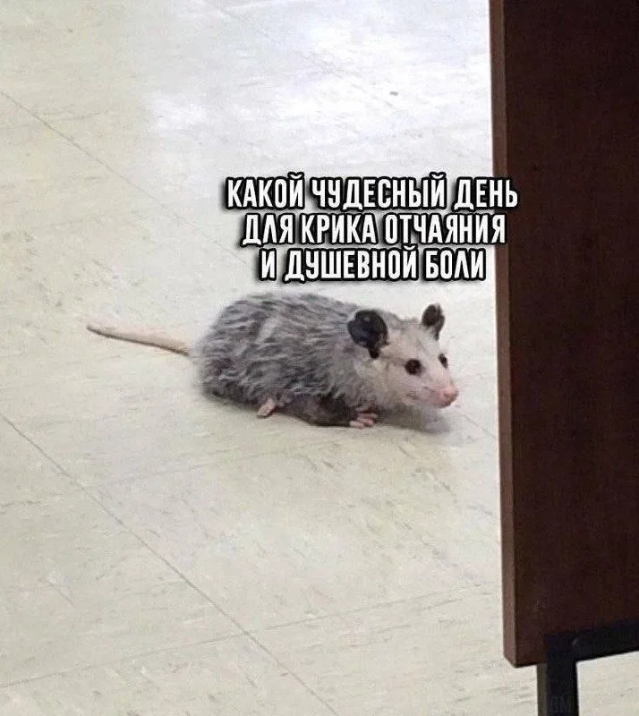 Дичка в отсутствие интернета