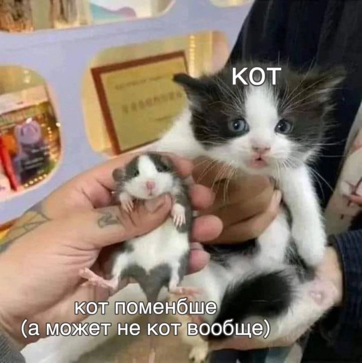 Дичка в отсутствие интернета