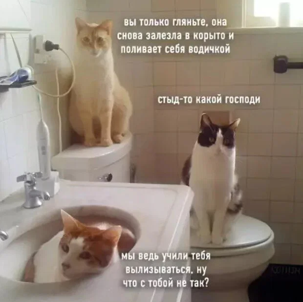 Дичульки в ночули