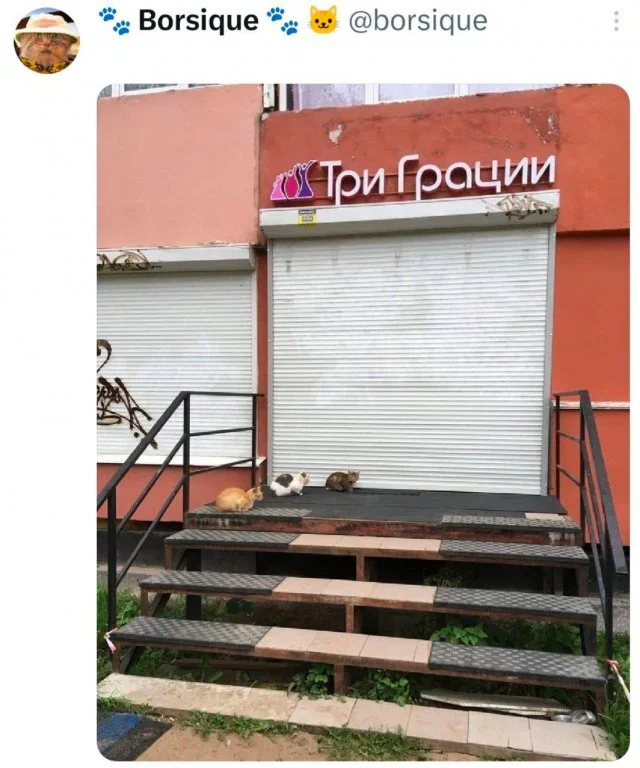 Дичульки в ночули
