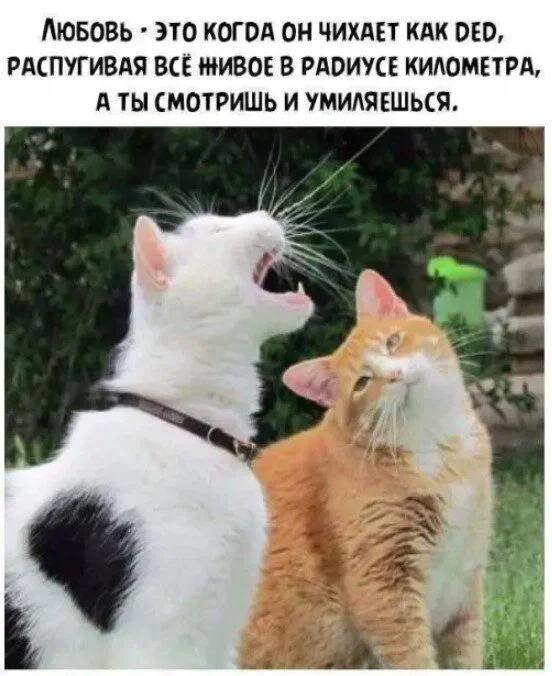 Дичульки в ночули