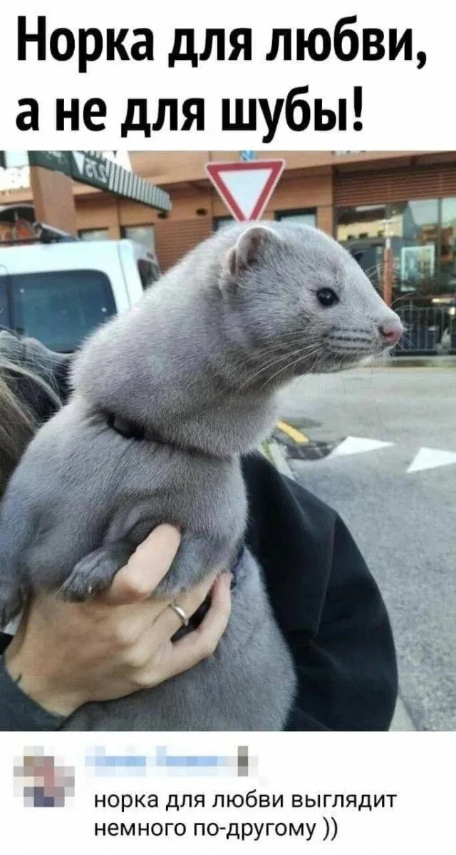 Дичкос сэр