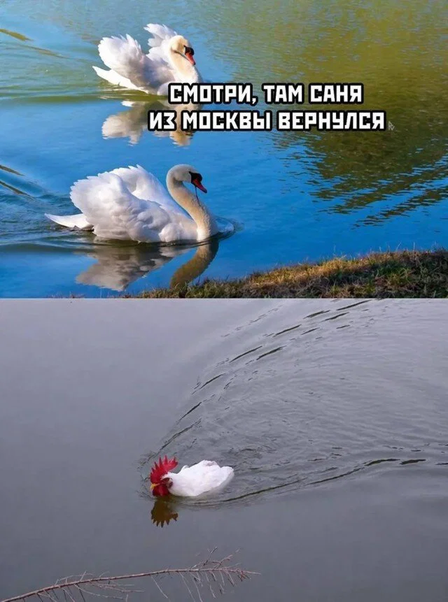 Дичкос сэр