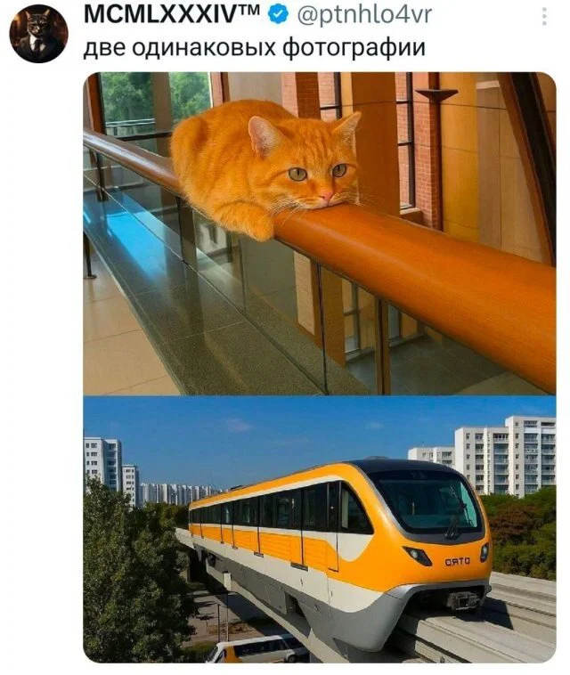 Дичка в ночку
