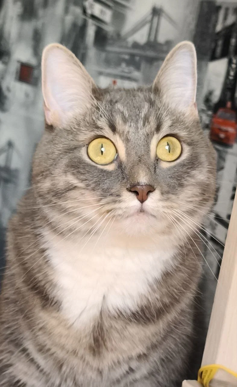 Ушки