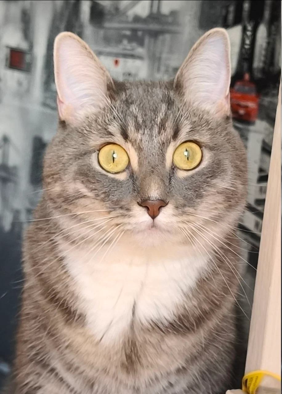 Ушки