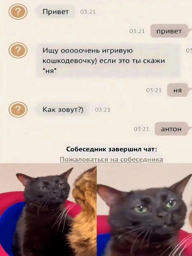 Дичка в отсутствие интернета