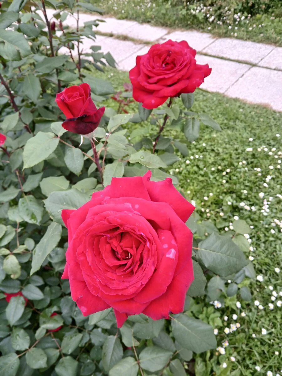Ботанический сад МГУ