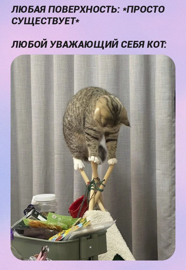 Дичка к вечеру с запасом