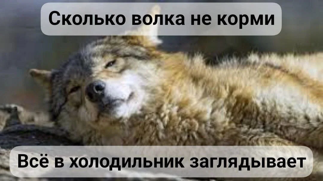 Дичка к вечеру с запасом