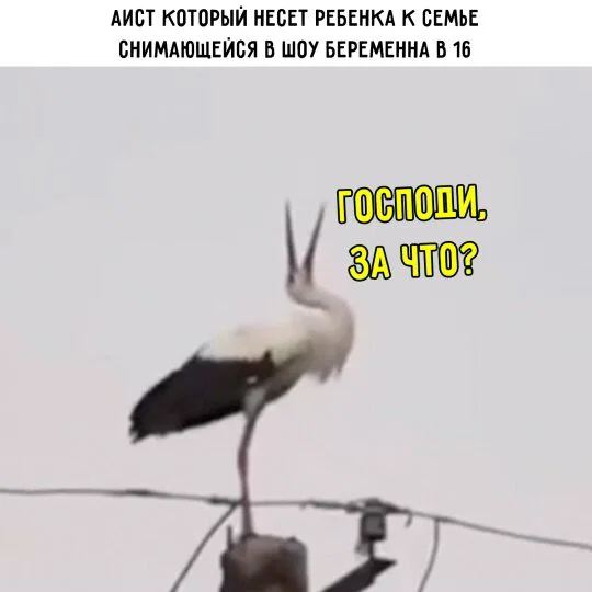 Дичка к вечеру с запасом
