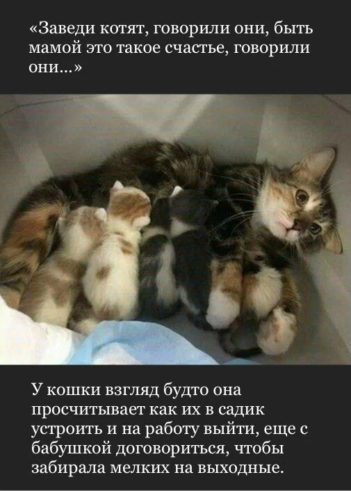 Дичка к вечеру с запасом