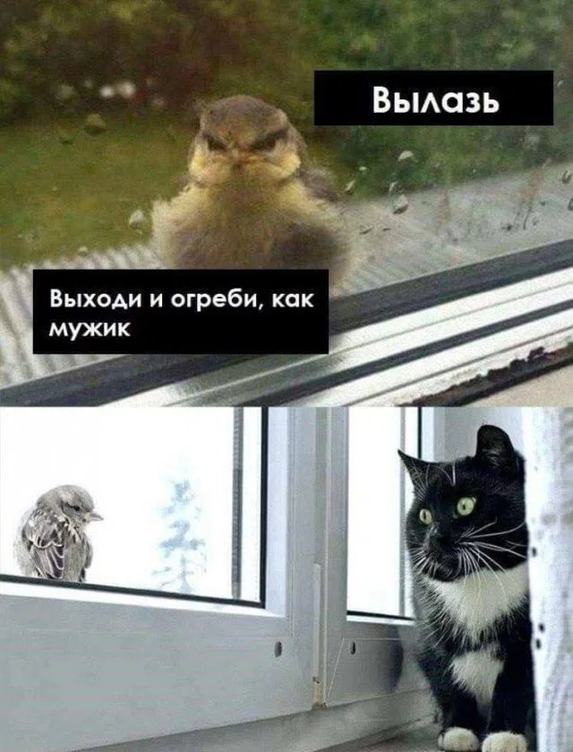 Дичка к вечеру с запасом