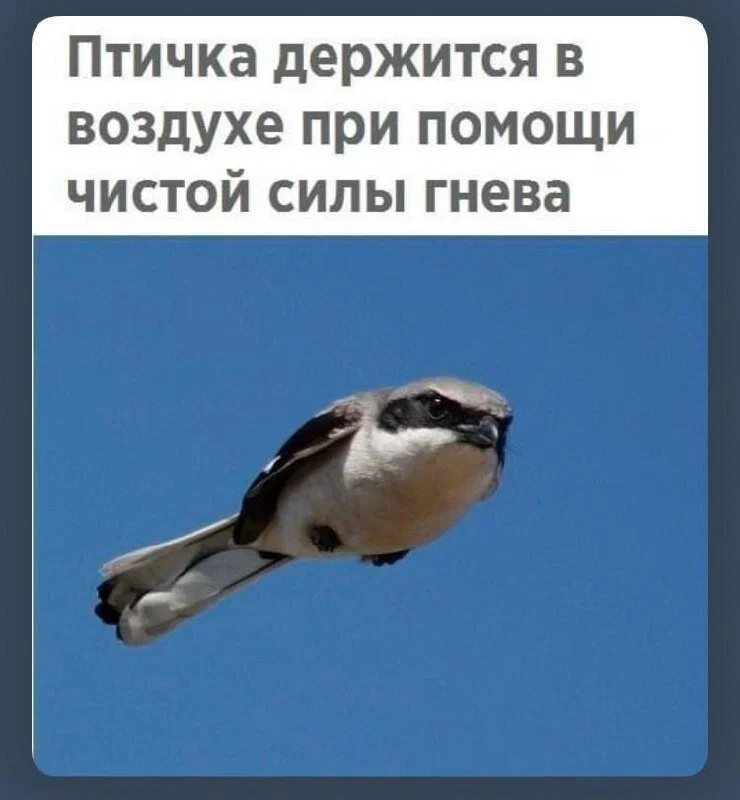 Дичка к вечеру с запасом