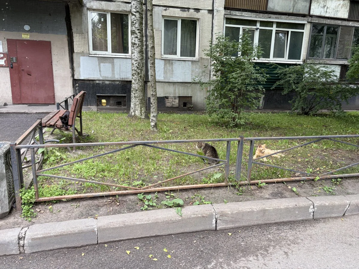 Коты на острове есть. Это мы ещё часть распугали. Случайно.