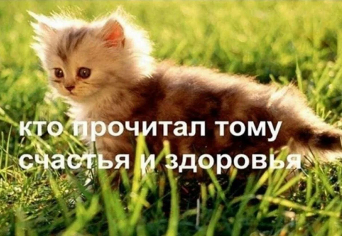 Это да котенька