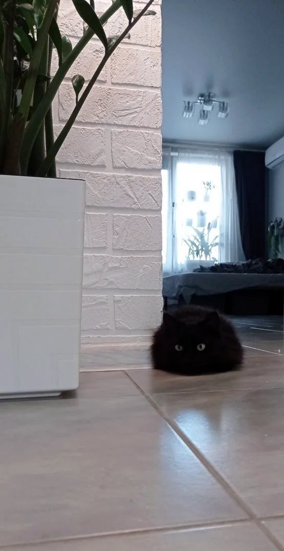 Котопонедельнику - быть!