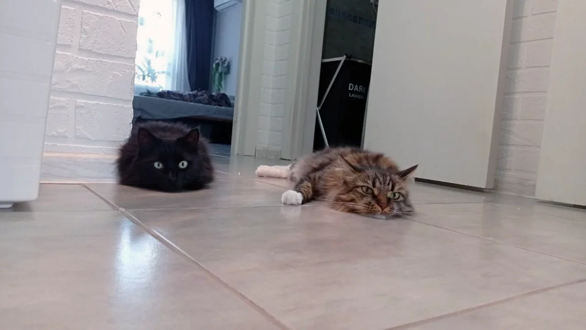 Котопонедельнику - быть!