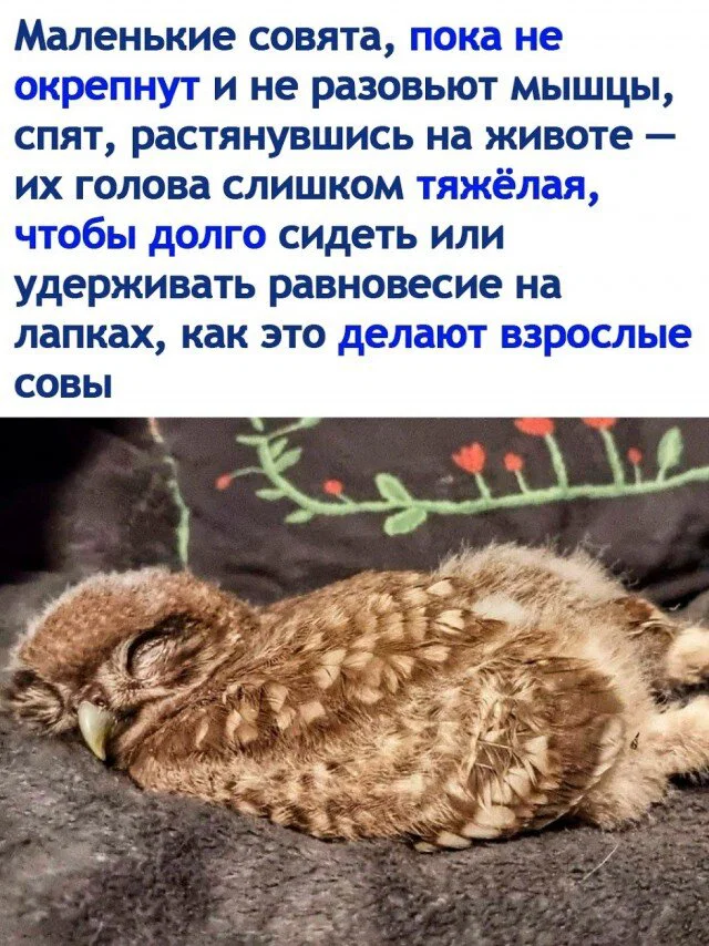 дички с поездных станций
