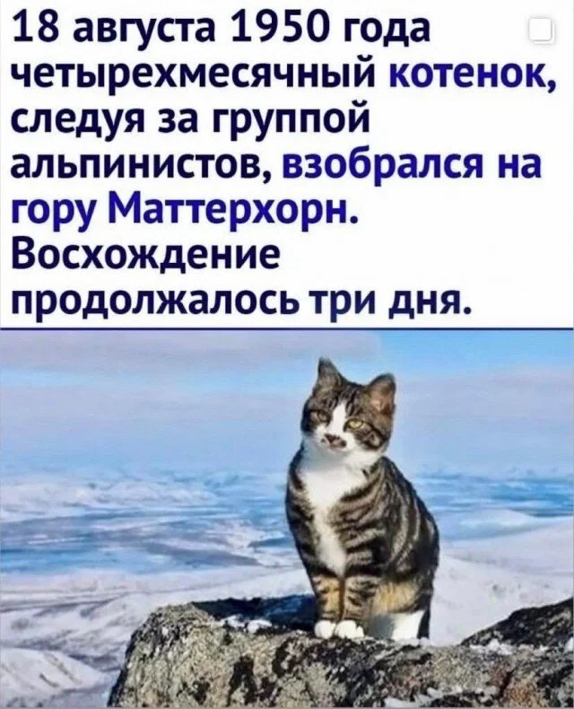 дички с поездных станций