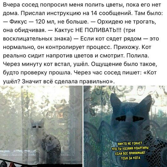 дички стандартной