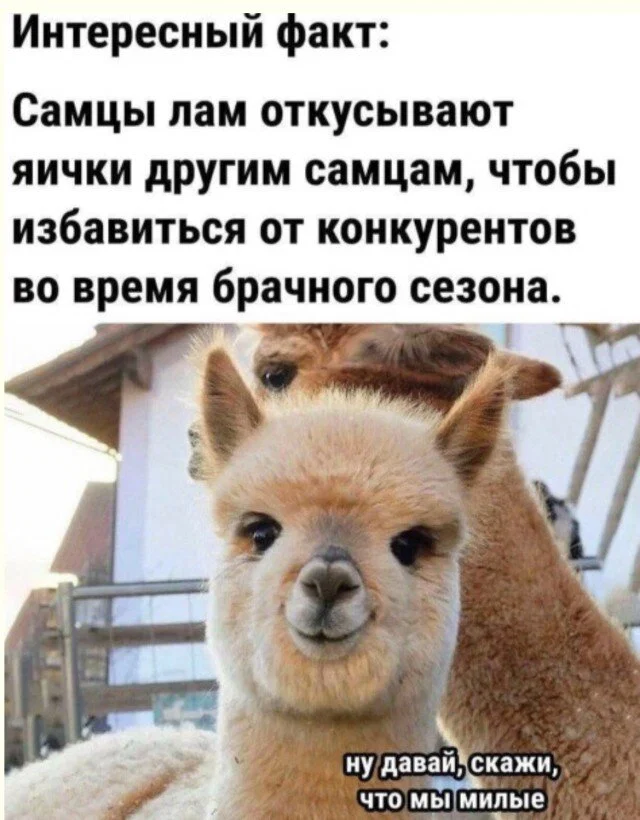 дички стандартной