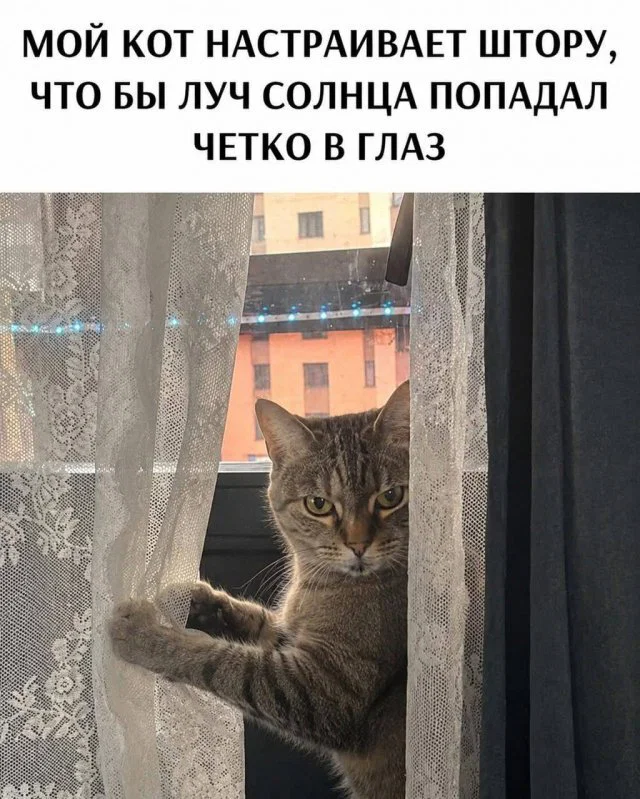 дички стандартной