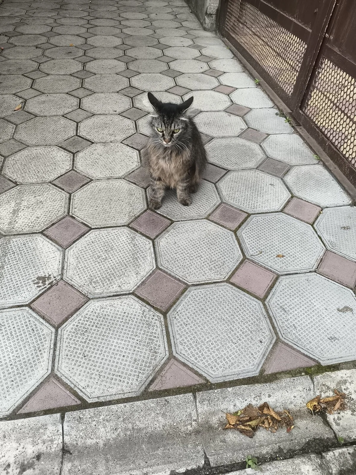 Коты были не все нам рады ))