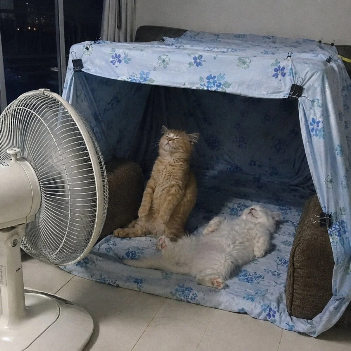 Дичка пятничная