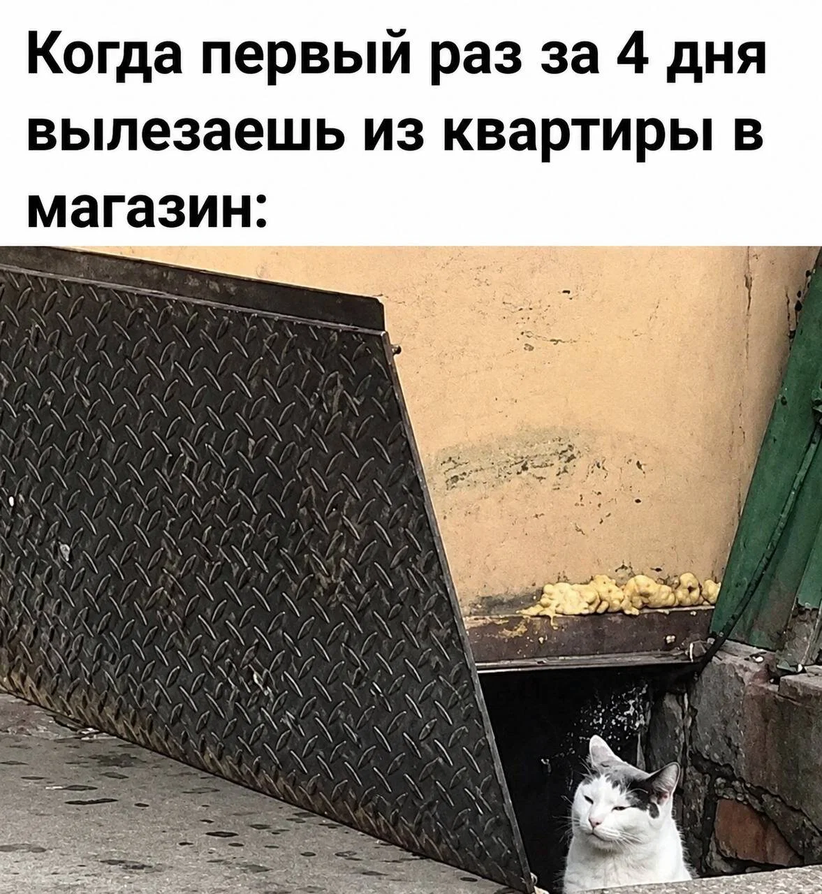 Дичка пятничная