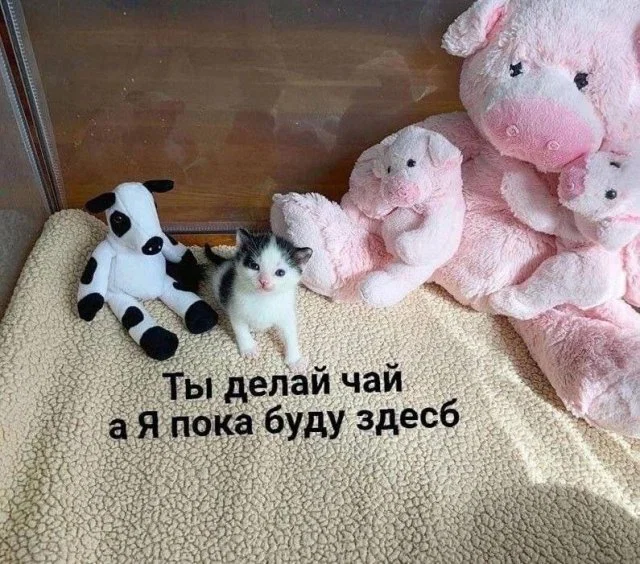 Дичка пятничная