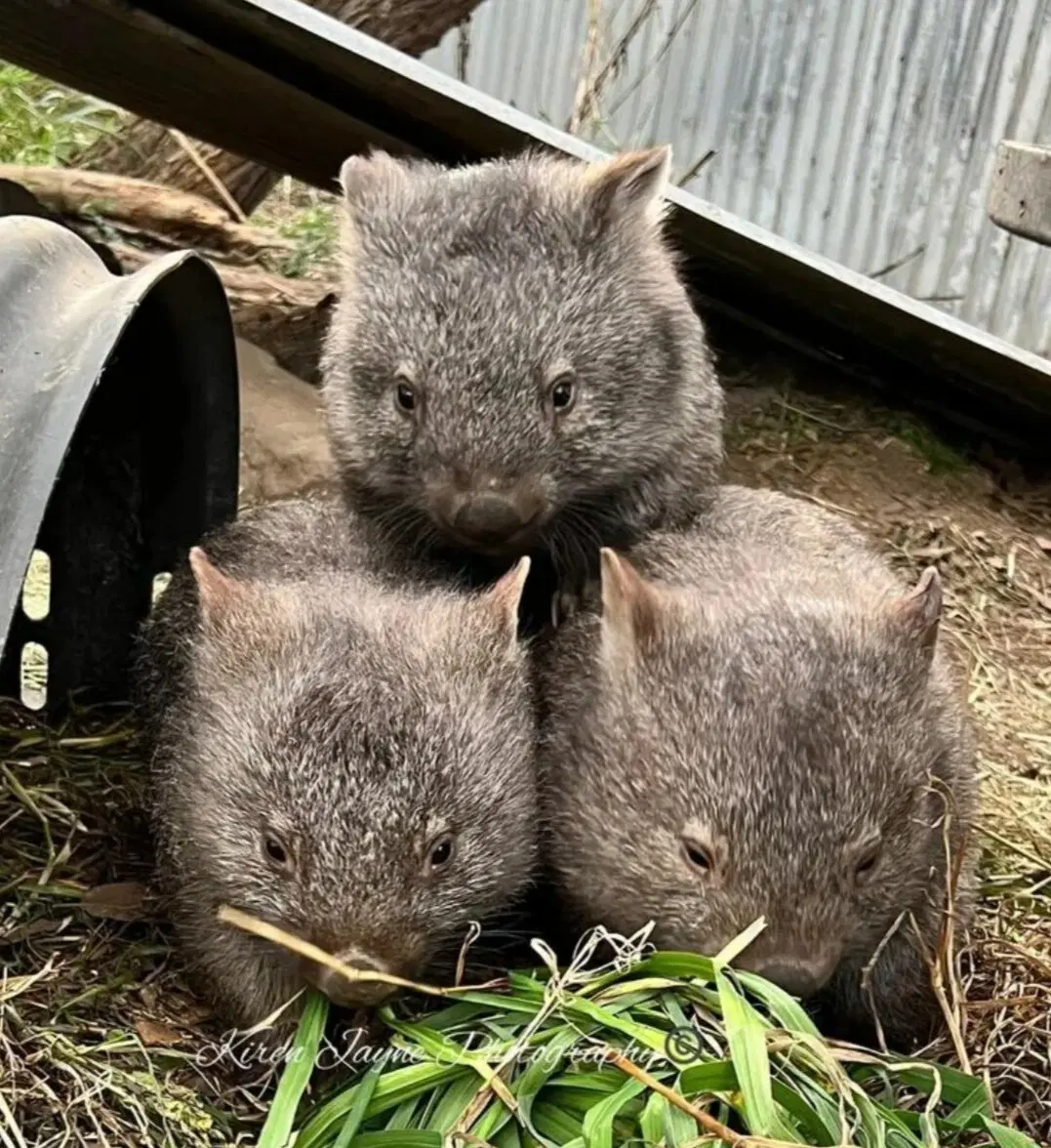 Тройная милота :)